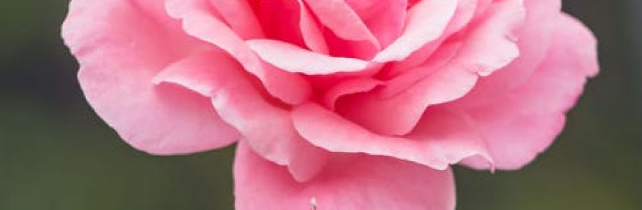 kgeorj toms Cover Image