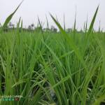 Surendhar.R