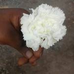 nishal