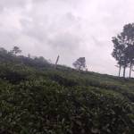 Nikitha