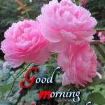 ROHIT GEHLOT