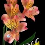 Akshith