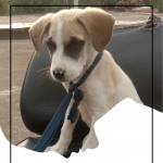 Aniket