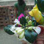 Anand