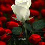ubaid ah