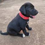 pramad kumar mahanta