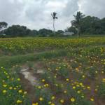 krishnaraj