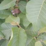 vishalpal