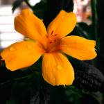 guruvamma