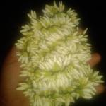 udhaya