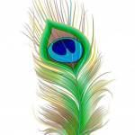 sudhakar Reddy