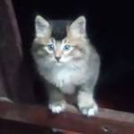 Swetha