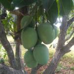 suryajs