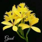 dayananda s