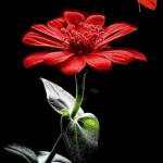 s.logesh