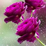 ranjith