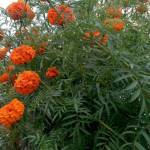 sujal uddin