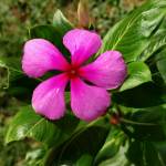 Tophan Patra