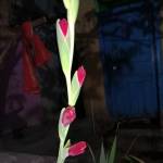 saurabh
