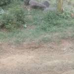 vasanth