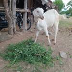 sathivel