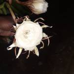 Gagana R