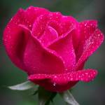 M.R.DIVYA