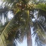 சுரேஷ்