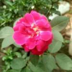 Deepak Kumar