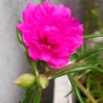Muthaiya