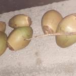 VIGNESH