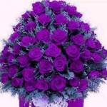 Ganeshan P