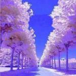 Anish Fathima