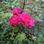 mayank Rajput