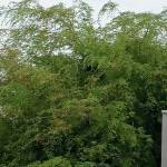 pavan