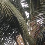Sathish
