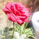 R Ashwanth