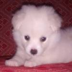 Harish