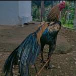 jallikattu_reklarace_news