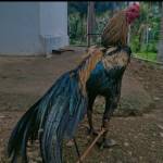 jallikattu_reklarace_news
