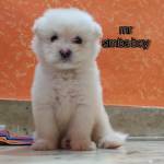mrsimbaboy
