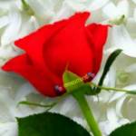 Anusya