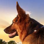 Mara German Shepherd
