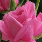 Geethsethi
