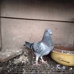 SANTHOSH