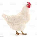 karthick