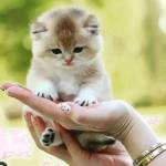 catsworld