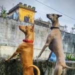 Dog Lovers