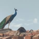 yogesh