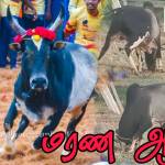 kgm jallikattu